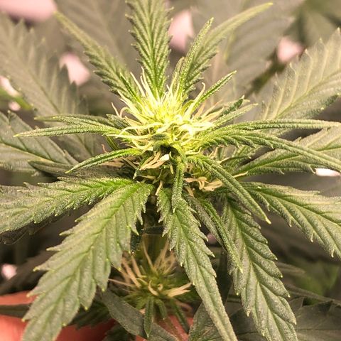 Super Lemon Haze growlog timeline photo