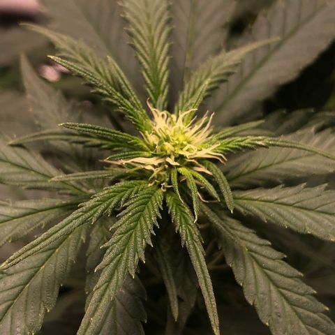 Super Lemon Haze growlog timeline photo