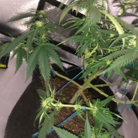 Super Lemon Haze growlog photo: Desfoliação no 1 dia da 3 semana de flora. Clones retirados. Aguardamos reação.