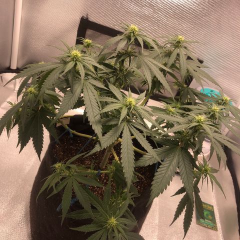 Super Lemon Haze growlog timeline photo