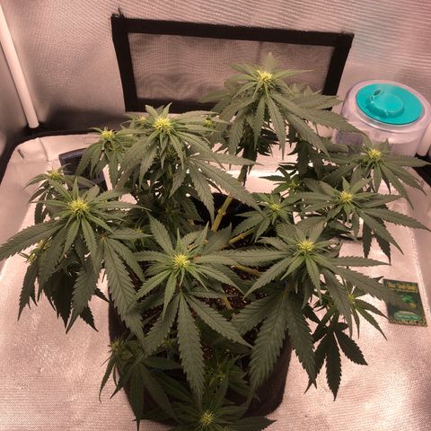 Super Lemon Haze growlog timeline photo