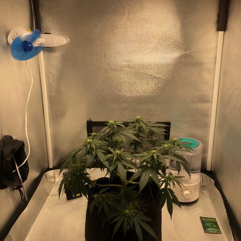 Super Lemon Haze growlog timeline photo