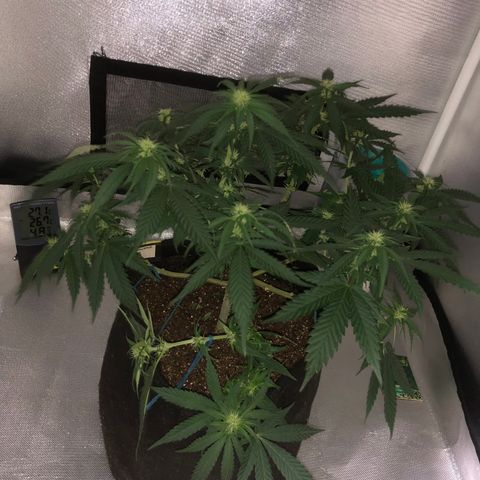 Super Lemon Haze growlog timeline photo