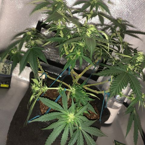 Super Lemon Haze growlog timeline photo