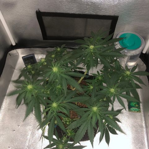 Super Lemon Haze growlog timeline photo