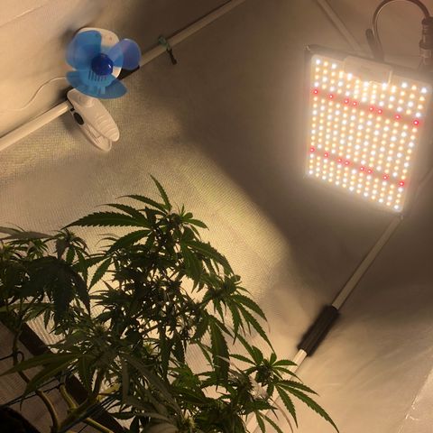 Super Lemon Haze growlog timeline photo