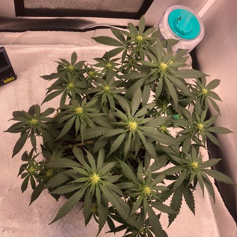 Super Lemon Haze growlog timeline photo