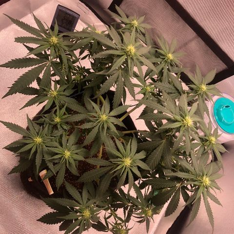 Super Lemon Haze growlog timeline photo