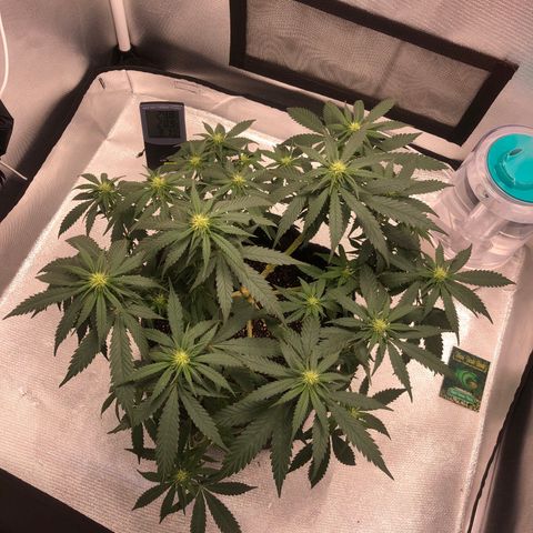Super Lemon Haze growlog timeline photo