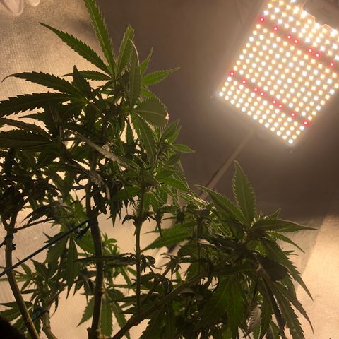 Super Lemon Haze growlog timeline photo