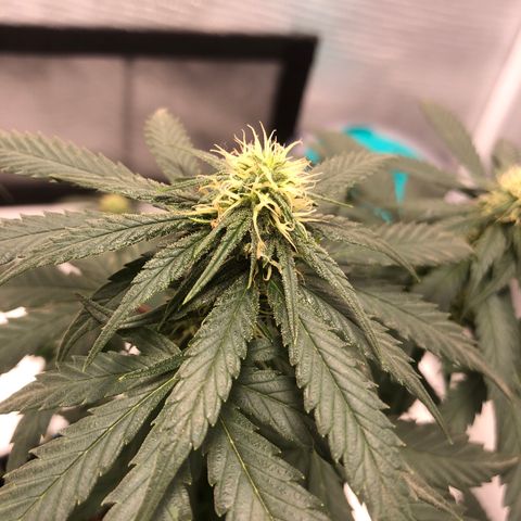 Super Lemon Haze growlog photo: Dia 2 da quarta semana de floração 