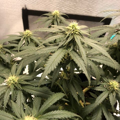 Super Lemon Haze growlog photo: Dia 2 da quarta semana de floração 