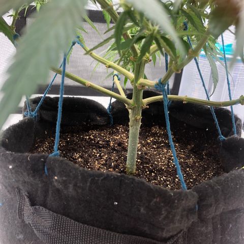 Super Lemon Haze growlog photo: Dia 2 da quarta semana de floração 