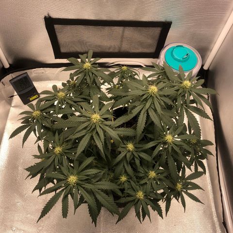 Super Lemon Haze growlog photo: Dia 2 da quarta semana de floração 