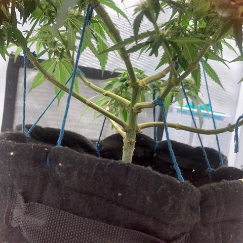 Super Lemon Haze growlog photo: Dia 2 da quarta semana de floração 