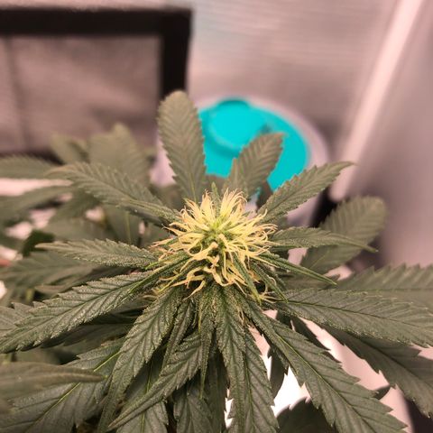 Super Lemon Haze growlog photo: Dia 2 da quarta semana de floração 