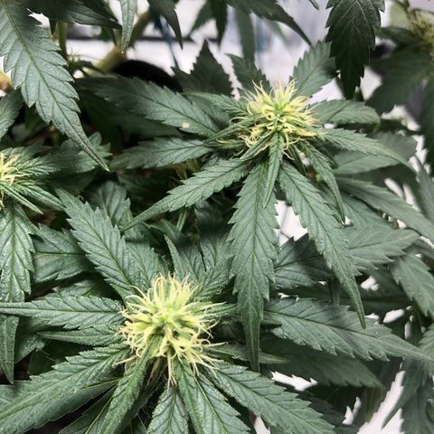 Super Lemon Haze growlog photo: Dia 2 da quarta semana de floração 