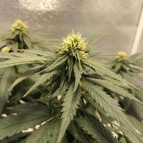 Super Lemon Haze growlog photo: 4 semana de floração (Dia de fert 21/09)