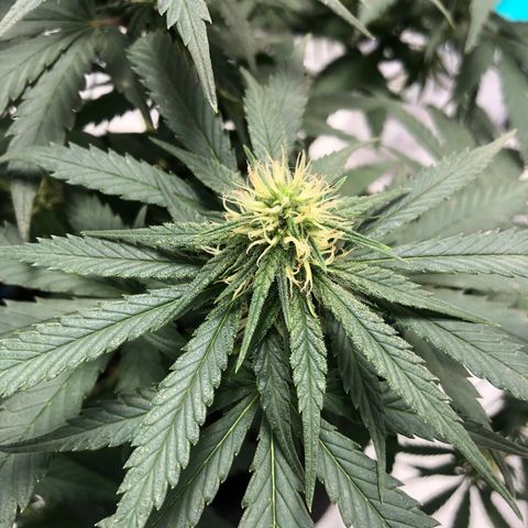 Super Lemon Haze growlog photo: 4 semana de floração (Dia de fert 21/09)
