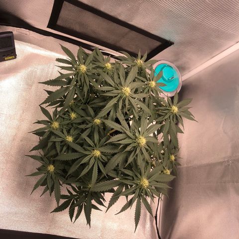Super Lemon Haze growlog photo: 4 semana de floração (Dia de fert 21/09)