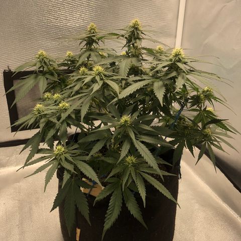 Super Lemon Haze growlog photo: 4 semana de floração (Dia de fert 21/09)