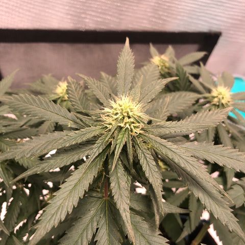 Super Lemon Haze growlog photo: 4 semana de floração (Dia de fert 21/09)