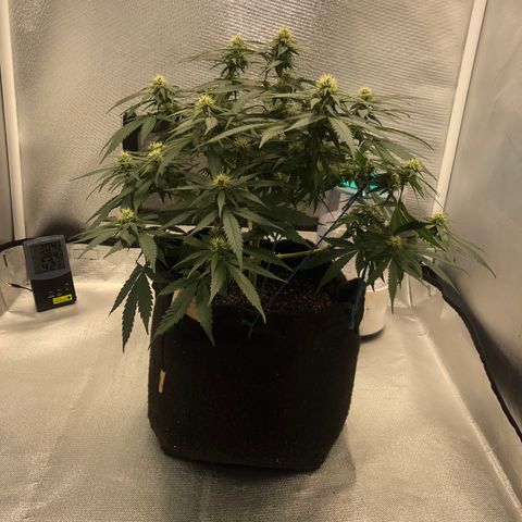 Super Lemon Haze growlog photo: 4 semana de floração (Dia de fert 21/09)