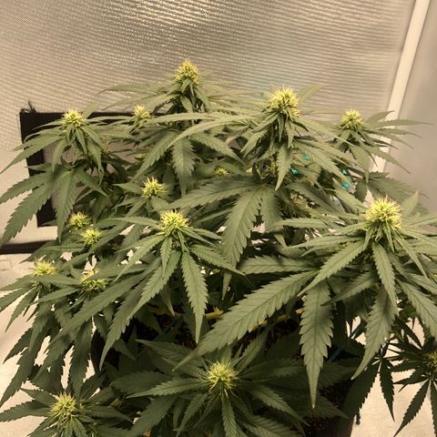 Super Lemon Haze growlog photo: 4 semana de floração (Dia de fert 21/09)