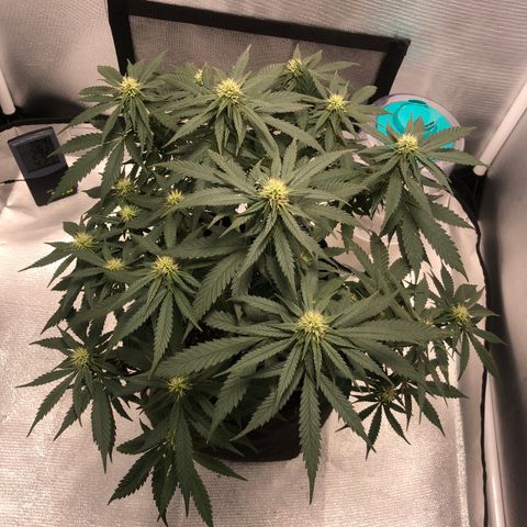 Super Lemon Haze growlog photo: 4 semana de floração (Dia de fert 21/09)