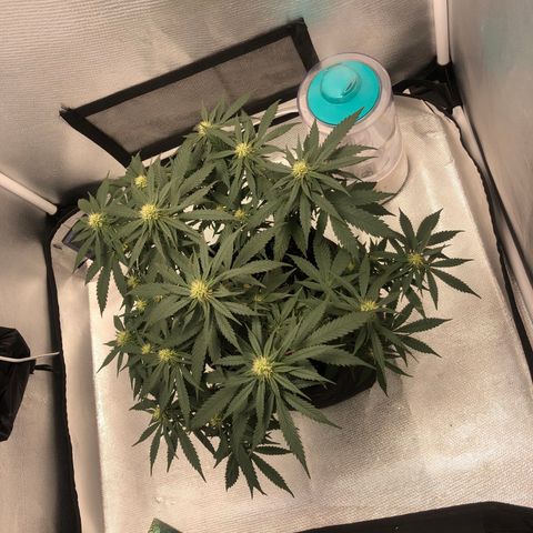Super Lemon Haze growlog photo: 4 semana de floração (Dia de fert 21/09)