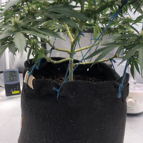 Super Lemon Haze growlog photo: 4 semana de floração (Dia de fert 21/09)