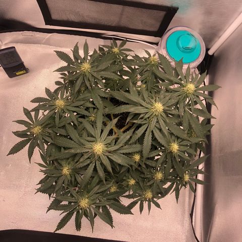 Super Lemon Haze growlog photo: Metade da 4 semana de flora - 35 cm