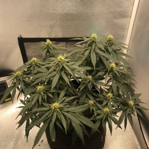 Super Lemon Haze growlog photo: Metade da 4 semana de flora - 35 cm