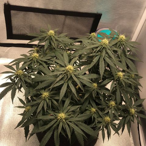 Super Lemon Haze growlog photo: Metade da 4 semana de flora - 35 cm