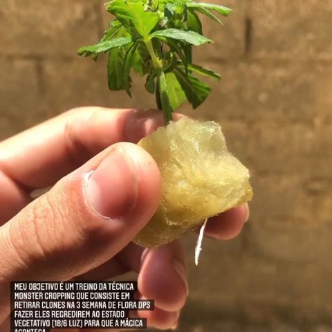 Super Lemon Haze - Clone 2º Geração growlog photo: 5/6 clones deram raízes abaixo da lã de rocha