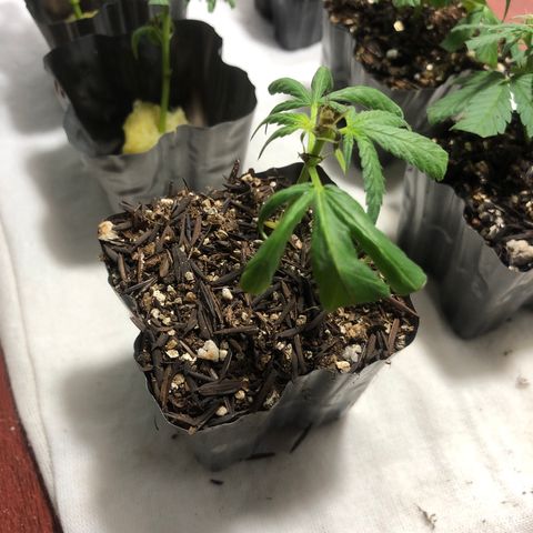 Super Lemon Haze - Clone 2º Geração growlog photo: Mais 1 clone ao substrato com boas raízes!
