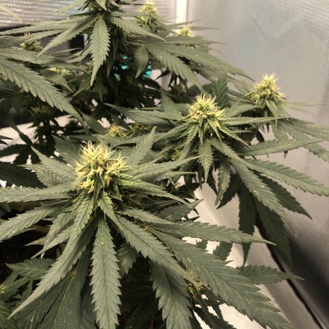 Super Lemon Haze growlog photo: 😍😍😍🍋