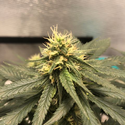 Super Lemon Haze growlog photo: 😍😍😍🍋