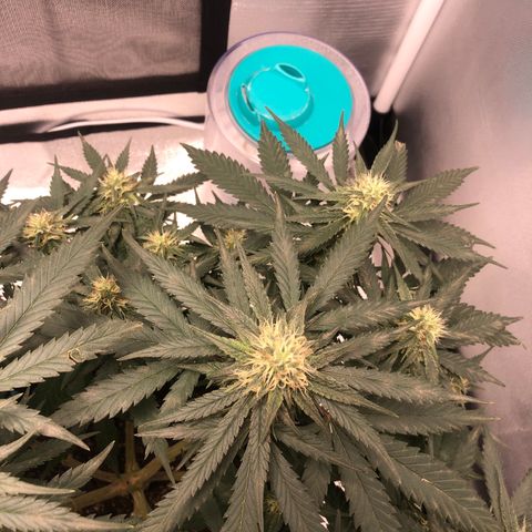 Super Lemon Haze growlog photo: 😍😍😍🍋