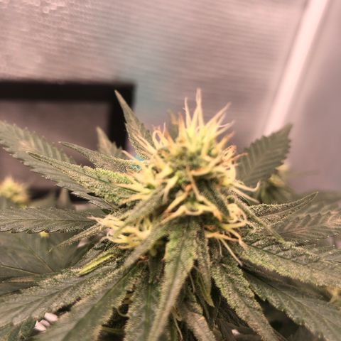 Super Lemon Haze growlog photo: 😍😍😍🍋