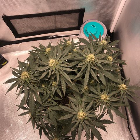 Super Lemon Haze growlog photo: 😍😍😍🍋