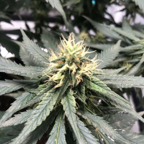 Super Lemon Haze growlog photo: 😍😍😍🍋