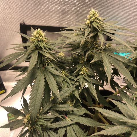 Super Lemon Haze growlog photo: 😍😍😍🍋