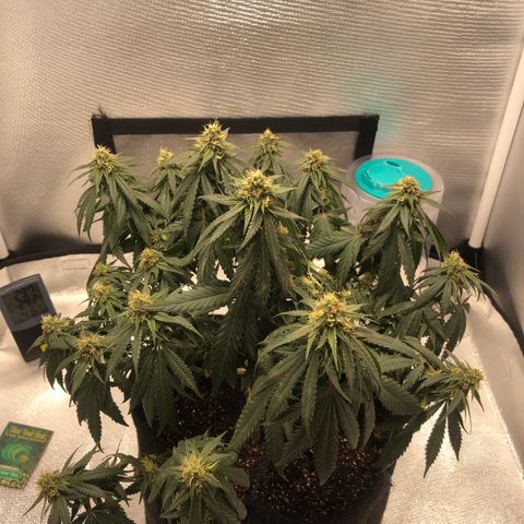 Super Lemon Haze growlog photo: 1 min após a rega
