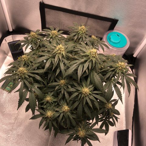 Super Lemon Haze growlog photo: 1 hora pos rega