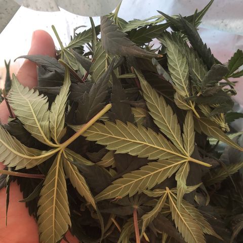 Super Lemon Haze growlog timeline photo