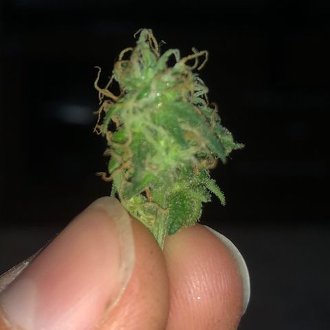 Super Lemon Haze growlog photo: Fotos não muito boas… 
