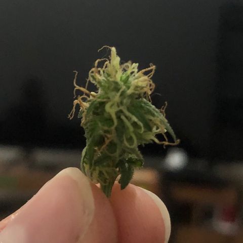 Super Lemon Haze growlog photo: Fotos não muito boas… 