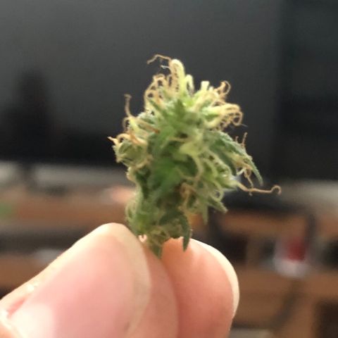 Super Lemon Haze growlog photo: Fotos não muito boas… 
