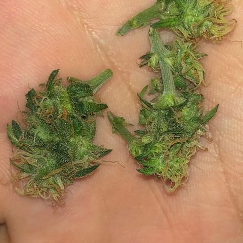 Super Lemon Haze growlog photo: Fotos não muito boas… 